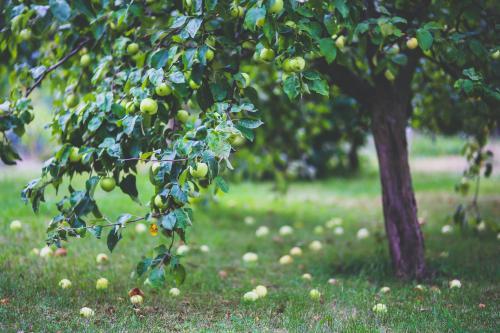 Protecting Fruit Trees from Pests and Diseases