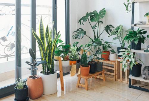 The Plant Parenting Revolution: Connect & Cultivate Houseplant Trends to Maximize Retail Sales